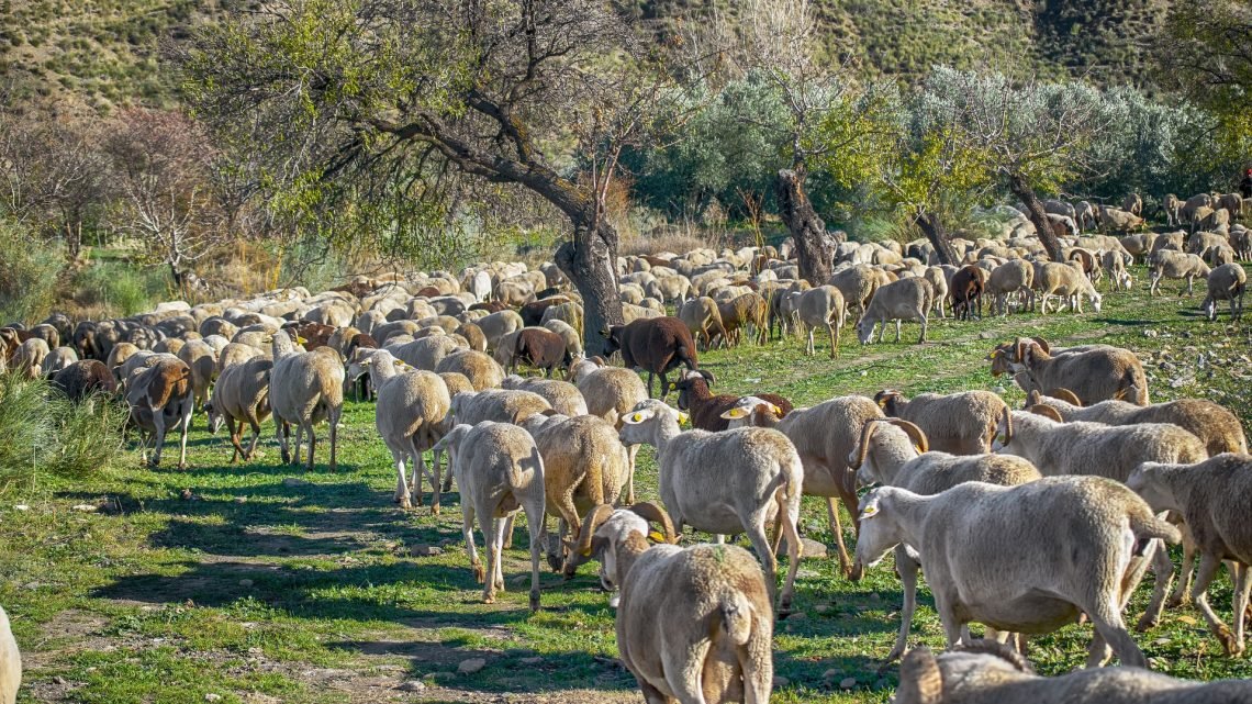 Agricultores y ganaderos reciben hoy más de 9,8 millones de euros, destacando los 7,2 millones de las ayudas al pastoreo para ovino y caprino Agricultores y ganaderos reciben hoy más de 9,8 millones de euros, destacando los 7,2 millones de las ayudas al pastoreo para ovino y caprino
