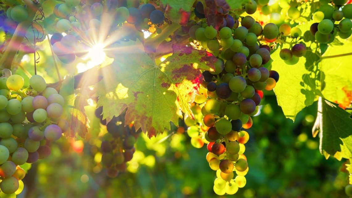 Mañana se publica la orden que regula la entrada de uva en bodega con al menos 9 grados para elaborar vino en Castilla-La Mancha a favor de la calidad Mañana se publica la orden que regula la entrada de uva en bodega con al menos 9 grados para elaborar vino en Castilla-La Mancha a favor de la calidad