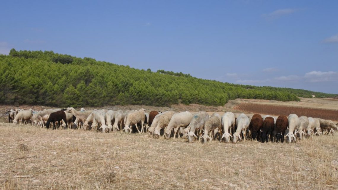Castilla-La Mancha ha abonado 9,6 millones de euros para el mantenimiento de la ganadería extensiva en el primer semestre de 2020